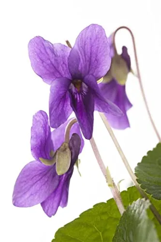 Produktbild Viola odorata 'Königin Charlotte' – Duftveilchen im 9x9 cm Topf
