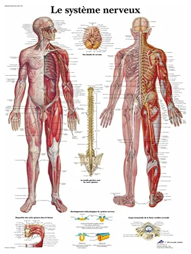 3B Scientific – Board, 1