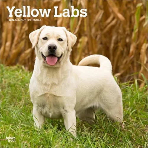Yellow Labrador Retriever – Gelber Labrador Retriever 2026 – 16-Monatskalender: Original BrownTrout-Kalender [Mehrsprachig] [Kalender] (Wall-Kalender)