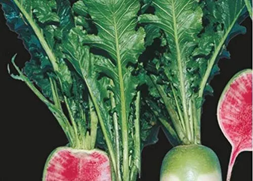 Stk - 250x Chinesischer Rettich Red Meat Gemüse Garten Pflanzen - Samen K412 - Seeds & Plants Shop by Ipsa