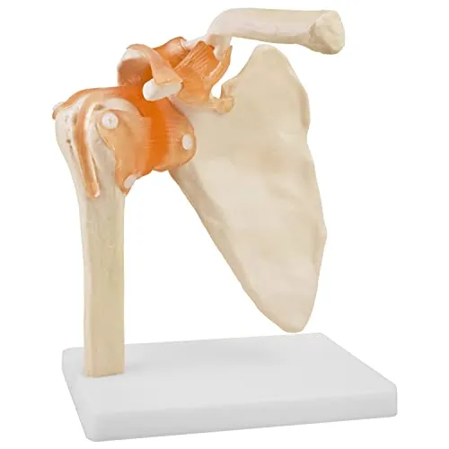 Anatomie Skelett Modell Menschliche Schultermodell Anatomie Lebensgroß Anatomisches Knochen Modell der Menschlichen Schulter mit Bändern Ligamenten MedMod