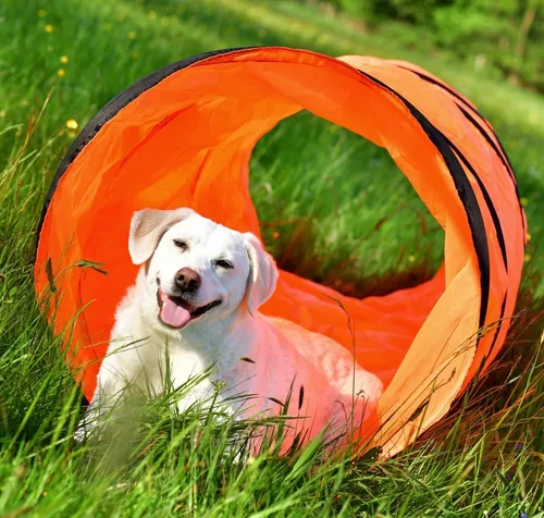 Agility-Ausrüstung von PfotenWunder®