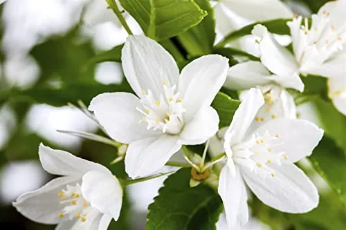 Deutzia Gracilis Maiblumenstrauch 40-60 cm - Eleganter Blütenstrauch mit reinweißen Blüten im späten Frühjahr. Ideal für Beete und Terrassen. Pflegeleicht und robust, bringt frisches Grün und harmonische Akzente in jeden Garten.
