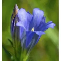 Produktbild Enzian Blauer Herold - Gentiana paradoxa