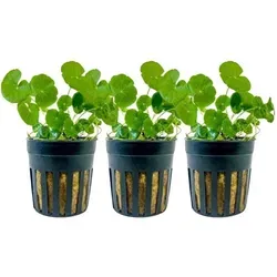 Aquaristikwelt24 - Aquarium Pflanze 3 Stück Hydrocotyle Leucocephala Wasserpflanze Topf Nr.339l Set