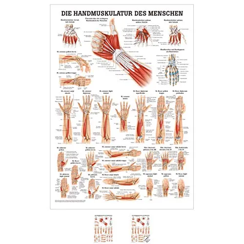 Sport-Tec Handmuskulatur Mini-Poster Anatomie 34x24 cm medizinische Lehrmittel