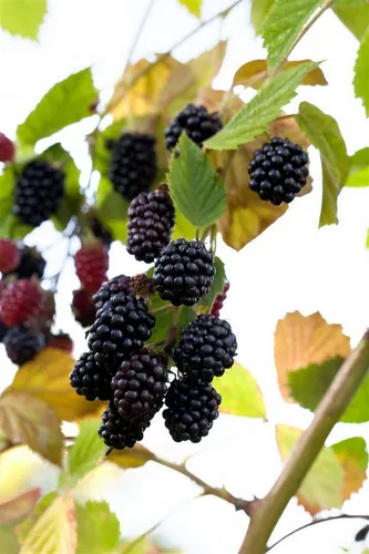 Pflanzen für Dich Obstpflanze Rubus fruticosus 'Navaho' -R- CAC