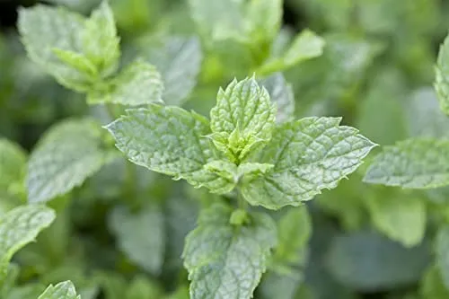 Mentha spicata 'Maroccan' - Grüne Minze im Topf - Aromatische Marokkanische Minze in 9x9 cm Topf, ideal für sonnige bis halbschattige Standorte. Verleiht Gerichten frischen Geschmack und dekorativen Charme im Garten.