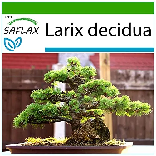 SAFLAX - Bonsai - Europäische Lärche - 75 Samen - Mit keimfreiem Anzuchtsubstrat - Larix decidua