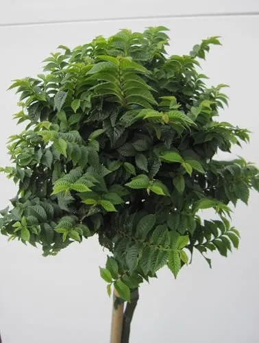 Hochstamm Ulme Jacqueline Hillier von Baumschule