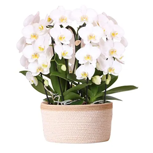 Exotenherz Zimmerpflanze Weißes Orchideen-Set im Baumwollkorb - Zimmerpflanze mit innovativem Wassertank-System, das die Pflege der Kolibri-Orchideen erleichtert und monatelange Freude garantiert.