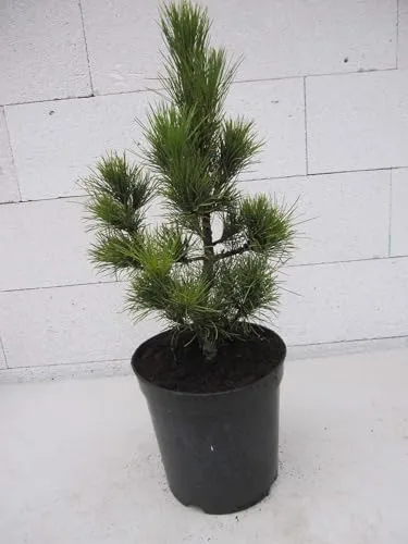 Sibirische Zirbelkiefer - Pinus cembra sibirica - 25-30cm - Baumsamen & -pflanzen, ideal für naturnahe Gärten, wächst kegelförmig und erreicht bis zu 20m Höhe, Selbstbestäubung möglich.