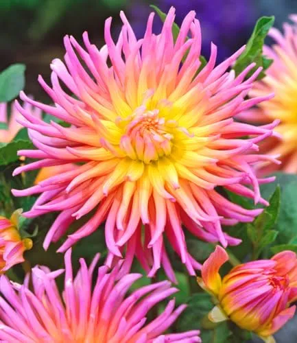 BALDUR Garten 1x Dahlie 'Alfred Grille', Knolle in Größe I, Dahlia, mehrjährig - frostfrei halten, pflegeleicht, bienenfreundlich, schmetterlingsfreundlich, Kübel und Beet, extravagante Blüten