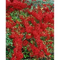 Pyracantha 'Saphyr Rouge' – Winterharter Feuerdorn für Sichtschutz - Immergrüne Heckenpflanze 100–125 cm für dichten Sichtschutz. Pflegeleicht und robust, mit weißen Blüten und roten Beeren. Ideal für Garten, Vorgarten oder Balkon.