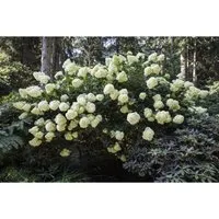 Hydrangea paniculata 'Phantom' - Pflegeleichte Rispenhortensie mit cremeweißen Blüten - Pflegeleichte Rispenhortensie mit üppigen, cremeweißen Blüten, die im Herbst rosa werden. Ideal für halbschattige bis sonnige Standorte, winterhart bis -20 °C und perfekt für Gruppenpflanzungen.
