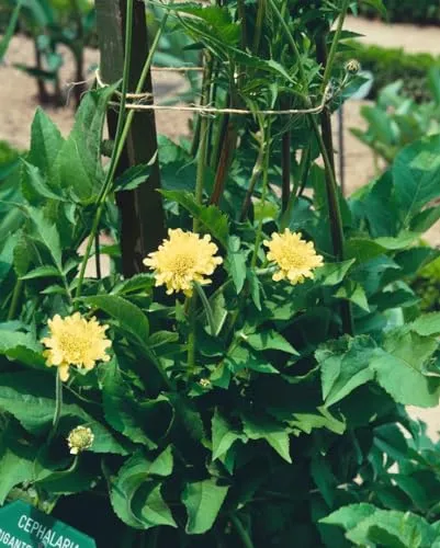 Cephalaria alpina - Alpen-Schuppenkopf im 11x11 cm Topf - Elegante Staude mit zart cremegelben Blüten, ideal für Garten und Terrasse. Pflegeleicht, robust und harmonisch in Gruppenpflanzungen oder als Solitär.