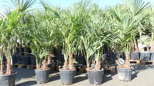 gruenwaren Jakubik Trachycarpus fortunei - Winterharte Hanfpalme 170-190 cm - Baumsamen & -pflanzen, winterhart bis -18°C, ideal für Garten und Terrasse. Hochwertige, durchwurzelte Pflanzen mit original Fotos aus unserem Bestand.