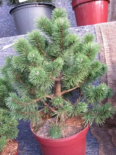 Hakenkiefer Ildico (S) von Baumschule