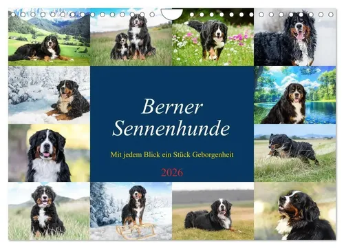 Jana K. Fotografie | Berner Sennenhunde von CALVENDO