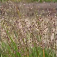 Produktbild Zittergras Zitterzebra - Briza media