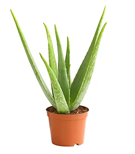 Dehner Echte Aloe, Aloe vera, fleischige Blätter, 40-60 cm, Ø Topf 15 cm, Sukkulente