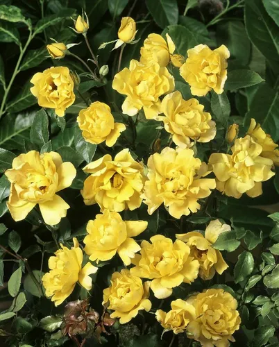 Rosa ‘Dukat’ Gartenrose – Edle Blütenpracht - Die Rosa ‘Dukat’ begeistert mit goldgelben, voll gefüllten Blüten von Juni bis Herbst. Ideal für Beete, Kübel oder als Solitärpflanze – ein echter Blickfang für jeden Garten!