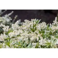 Pieris Japonica Cupido Japanische Lavendelheide 20–30 cm