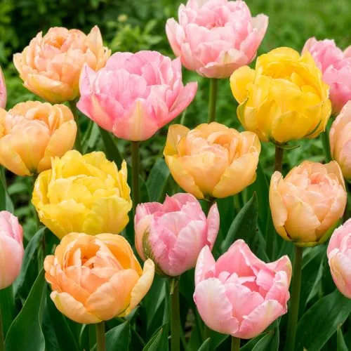 Tulpenzwiebeln Winterhart Mehrjährig Pastell Mischung von DUTCH BULBS