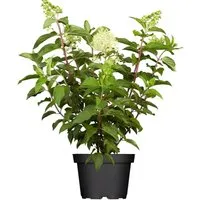 Rispenhortensie Limelight S 60-100 cm