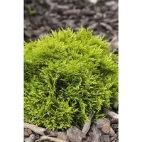 Thuja occidentalis 'Mirjam' -S- 20-25 cm