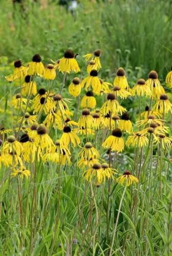 Echinacea paradoxa 9x9 cm Topf – Winterhart, Mehrjährig, Pflegeleicht – Gelber Sonnenhut – Staudenpflanze für Beet & Garten