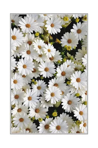 Produktbild Conceptum Hypnose Teppich 100% POLYESTER, 100 x 150 cm T1960