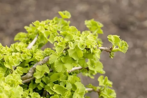 Pflanzen für Dich Ginkgo biloba Chris Dwarf