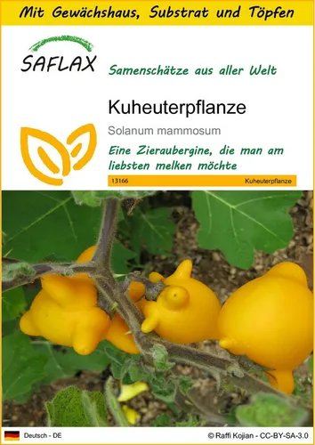 SAFLAX Blumensamen SAFLAX - Anzuchtset - Kuheuterpflanze