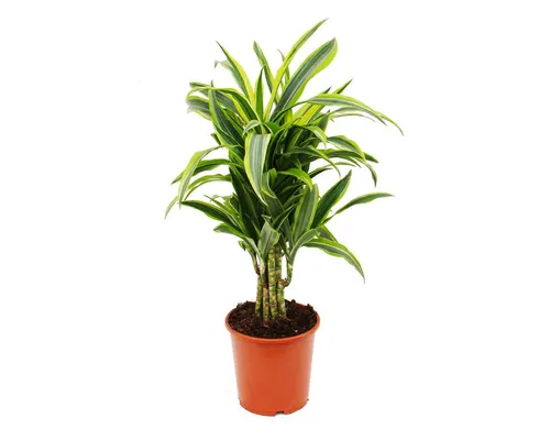 Exotenherz Zimmerpflanze Drachenbaum