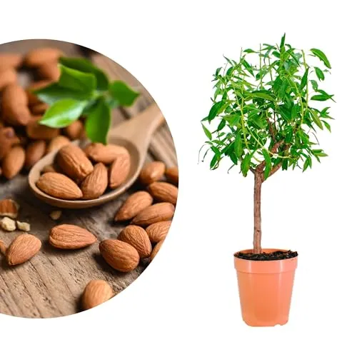 Zwergmandelbaum Prunus Amygdalus - Winterhartes Stämmchen für Garten und Balkon - Kompakter Zwergmandelbaum, ideal für Töpfe und Freiland. Produziert ab dem zweiten Jahr süße Mandeln und duftende Blüten, die Bienen anlocken. Robuste, pflegeleichte Pflanze für Hobbygärtner.
