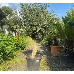 Olivenbaum Olea Europaea