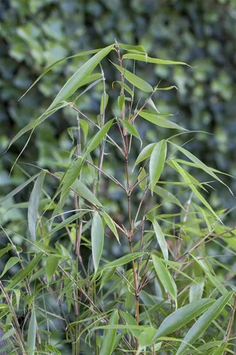 Fargesia robusta Pingwu - Robuster Gartenbambus, 1 St. - Der Fargesia robusta ‘Pingwu’ ist ein eleganter, horstbildender Gartenbambus, ideal für Sichtschutz und Kübel. Mit seinem dichten Wuchs und attraktiven Laub bringt er zeitlose Strukturen in Ihren Garten.