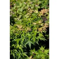 Acer Palmatum Seiun Kaku – Japanischer Ahorn 60–80 cm - Eleganter Japanischer Ahorn mit filigranen Blättern, ideal für Gärten und Terrassen. Beeindruckt durch leuchtende Herbstfarben und harmonische Wuchsform.
