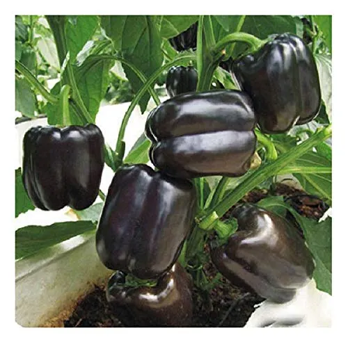 Stk - 10x Paprika Bellania F1 schwarz Gemüse Pflanzen - Samen A426 - Seeds & Plants Shop by Ipsa