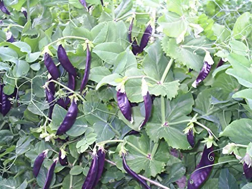 Pflanzen Blau von Saatzucht Bardowick