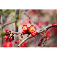 Chaenomeles 'Crimson And Gold' Zierquitte 40-60 cm