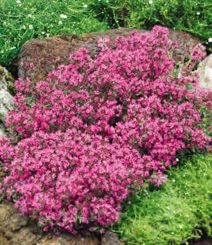 BALDUR Garten Winterharter Bodendecker-Thymian - Winterharter Bodendecker-Thymian im 9x9 cm-Topf, ideal für sonnige Standorte. Geringer Pflegeaufwand und bienenfreundlich – perfekt für eine blühende, nachhaltige Gartengestaltung.