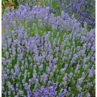 Produktbild Lavendel Grosso