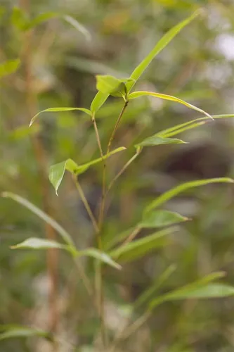 Pflanzen für Dich Gräser Phyllostachys aureosulcata 'Spectabilis' – Gelber Fargesia-Bambus, winterhart - Der beeindruckende Goldrohrbambus mit leuchtend gelben Halmen bietet einen eleganten Sichtschutz und wertet jeden Garten auf. Ideal für Gruppenpflanzungen oder als Solitär, sorgt er ganzjährig für Struktur und Stil.