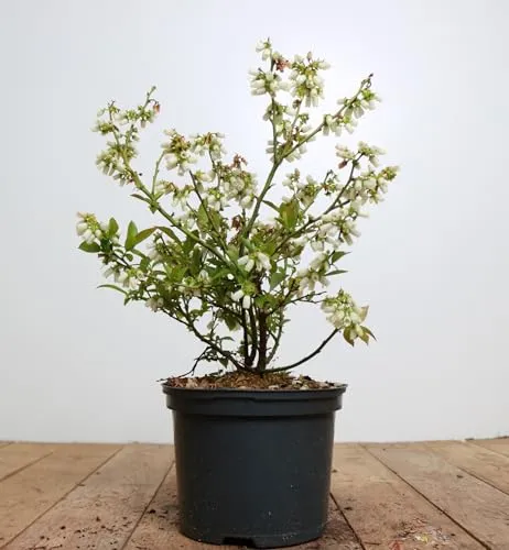 Vaccinium corymbosum 'Brigitta' 40-60 cm – Winterhart, Mehrjährig, Pflegeleicht – Kulturheidelbeere – Obstgehölz für Garten & Kübel