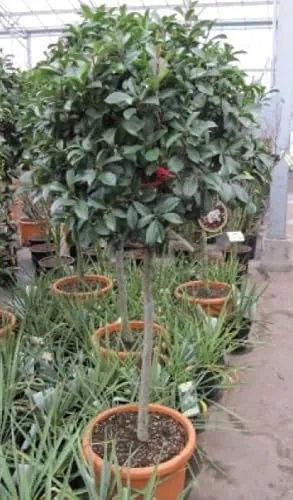 Hochstamm - Photinia fraseri Little Red Robin - Glanzmispel Hochstamm 80cm