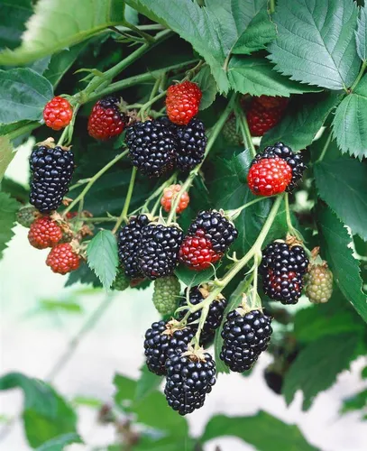 Pflanzen für Dich Obstpflanze Rubus frut. Triple Crown, 1 St., Brombeere, Gartenbrombeere, dornenlos, ertragreich