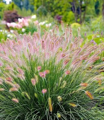 BALDUR Garten Gräser Lampenputzergras 'Hameln', 15 St. - Das winterharte Lampenputzergras 'Hameln' begeistert mit flauschigen, rosé-weißen Blüten von Juli bis Oktober. Ideal für Beete, Töpfe und Balkon, pflegeleicht und robust, bringt es lebendige Akzente in Ihren Garten.
