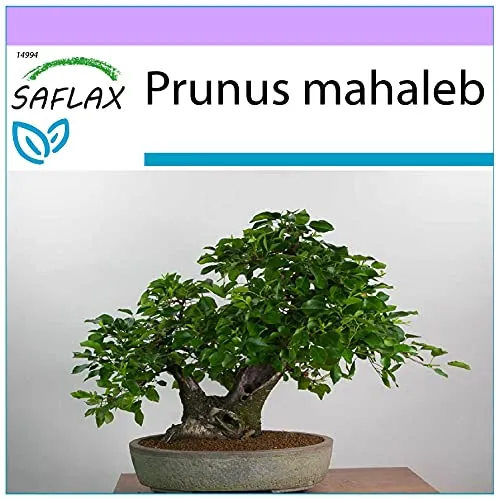 SAFLAX - Bonsai - Felsenkirsche - 30 Samen - Prunus mahaleb
